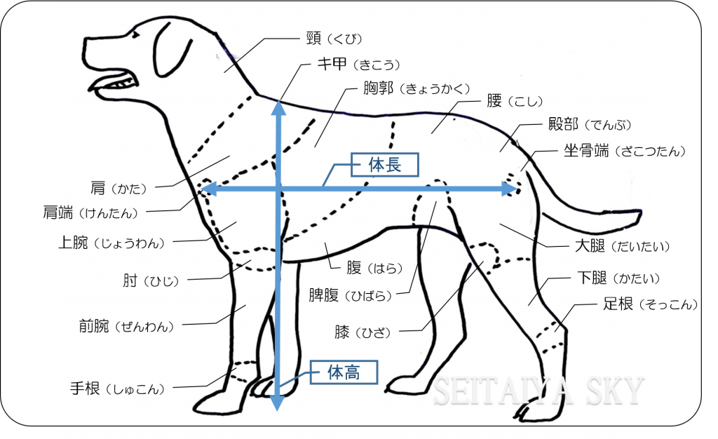 犬のカラダ 名称と位置 整体やスカイ / 犬の訪問整体